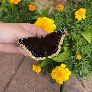 Meet your Posher, Alyssa